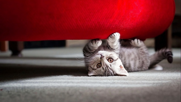 playing, cat, baby animals, animals, kittens, couch, carpets, pet, looking at viewer