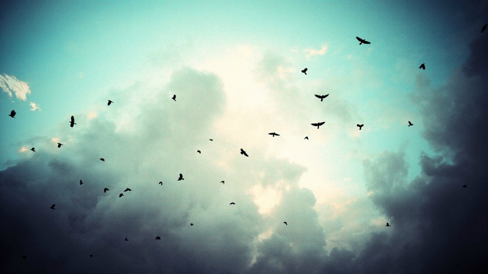 Birds flying in a cloudy sky
