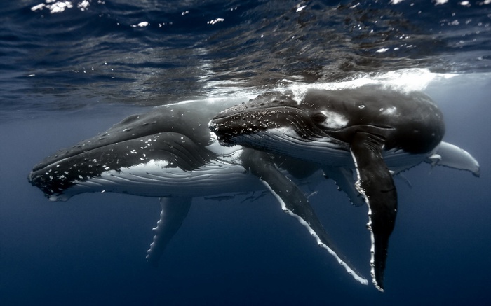 Two humpback whales swimming underwater