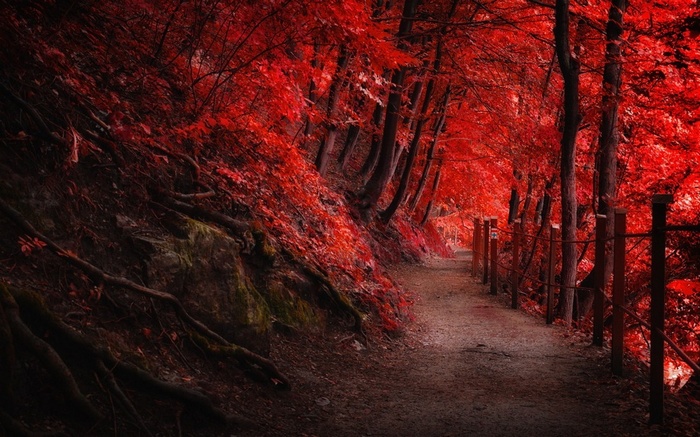 A winding path through a forest with vibrant red trees