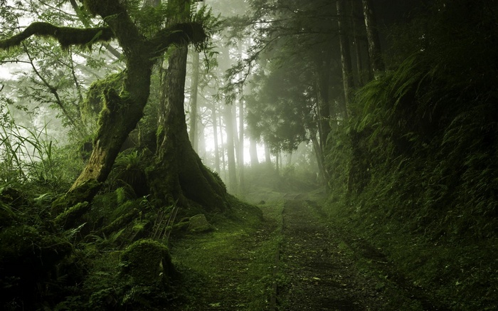 Misty forest path with moss-covered trees