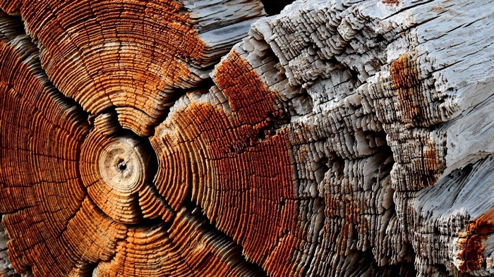 Close-up of weathered wood grain and tree rings