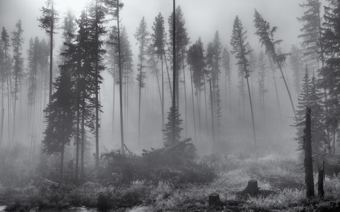 Misty forest with tall pine trees and fallen logs