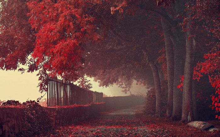 Autumn path with red leaves and trees in mist