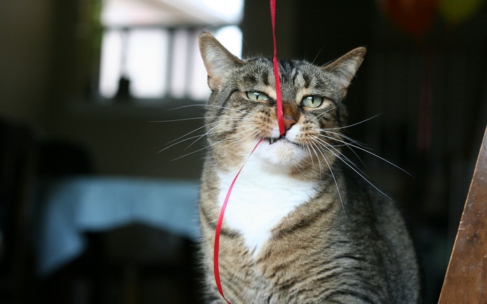 Cat playing with a red ribbon