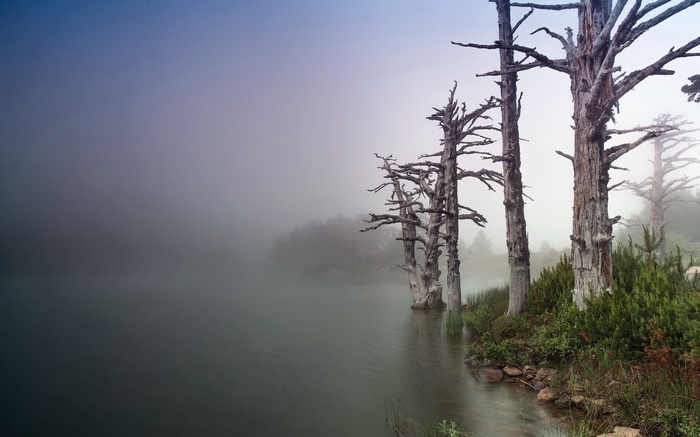Dead trees in mist by a lake