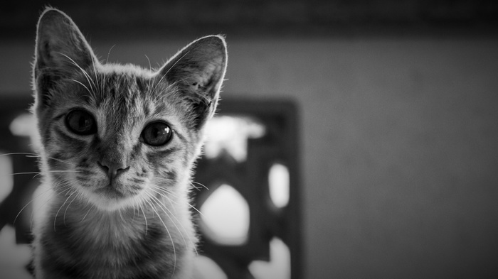 Monochrome portrait of a tabby cat
