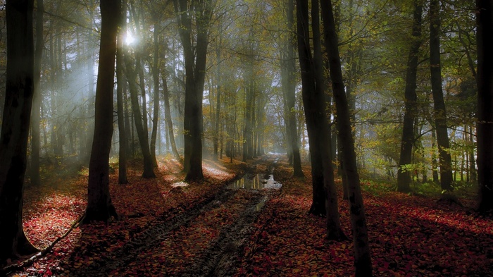 Sunlight filtering through trees onto a forest path in fall