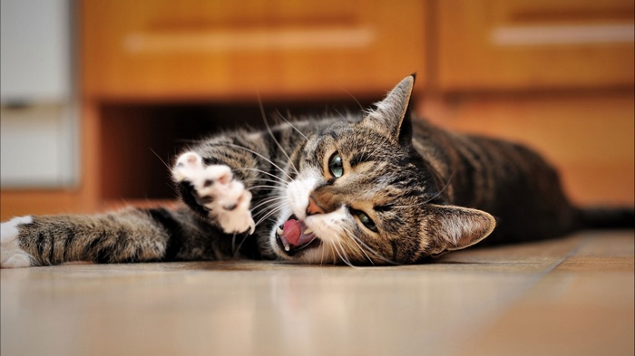 A tabby cat is stretching and yawning on the floor