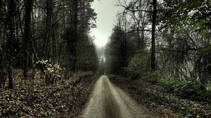 A dirt path through a dark, misty forest