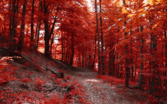 Red forest path in autumn