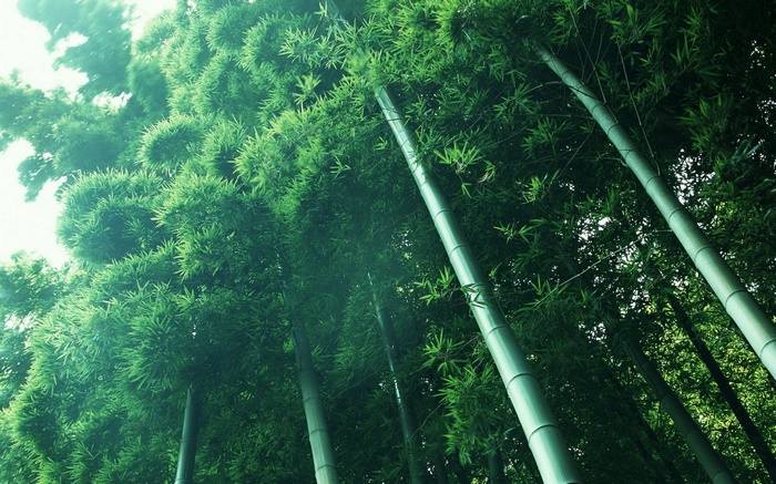 Bamboo forest looking up at the sky