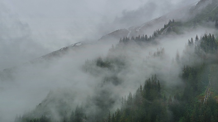 Misty Forest on a Mountain Slope in Alaska