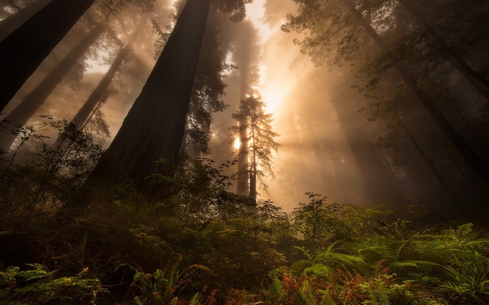 Redwood forest with sun rays filtering through mist
