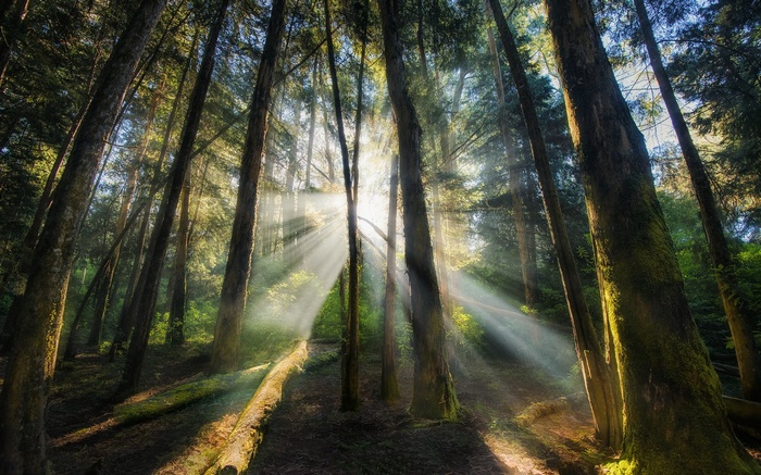 Sun rays filtering through trees in a forest