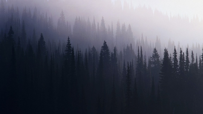Misty forest with tall evergreen trees