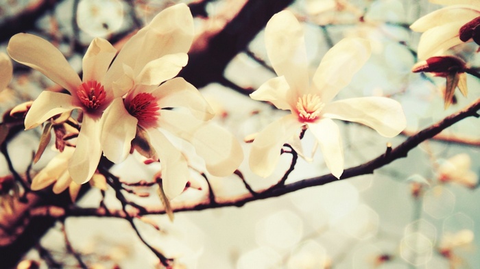Close-up of white magnolia flowers on a branch