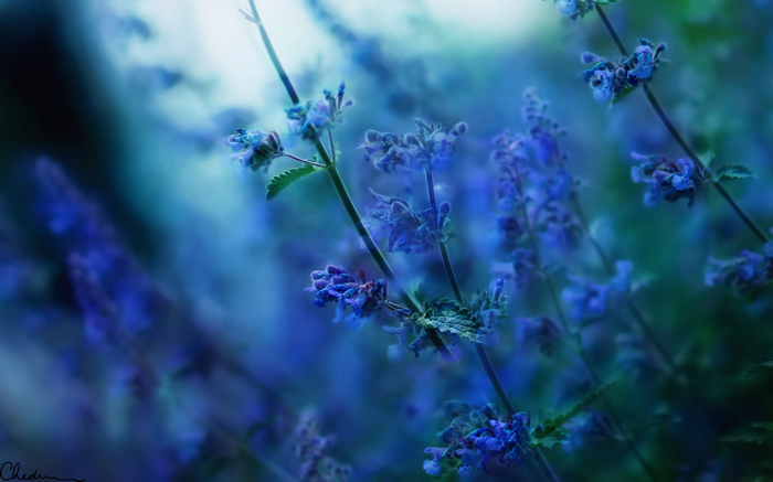 Blue flowers with blurred background and sunlight