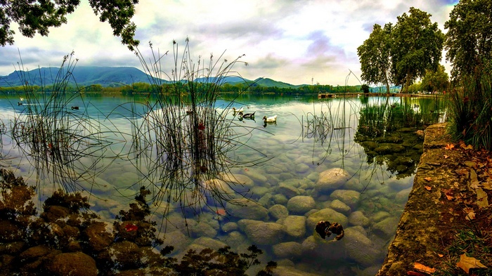 Ducks swim in a clear lake with reeds and mountains