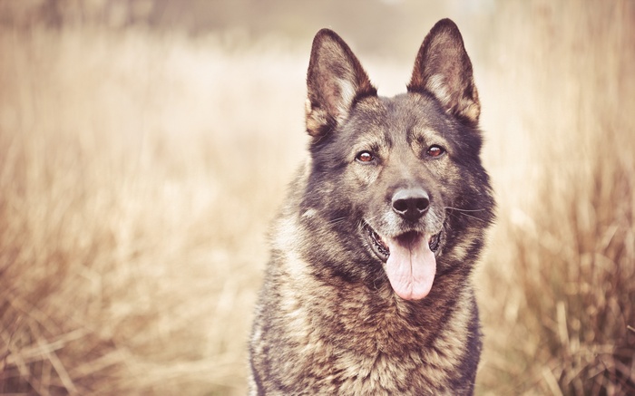 German Shepherd dog with tongue out in field