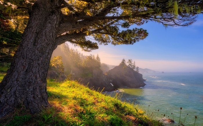 Oregon Coast with Trees and Sunlight