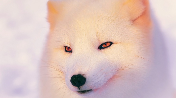 animals, eyes, arctic fox