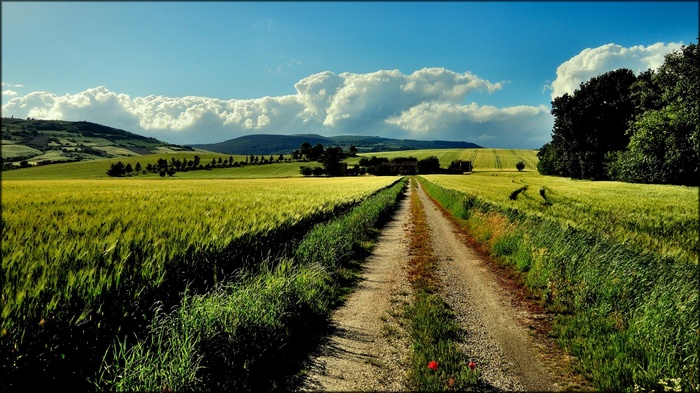 Dirt road through a green farm landscape