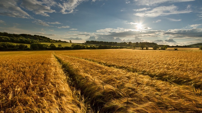 Golden wheat field under a sunny sky