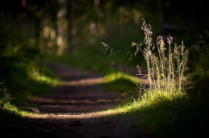 Sunlit grass on a forest path with shallow depth of field