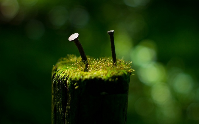 Two nails on a mossy wooden post