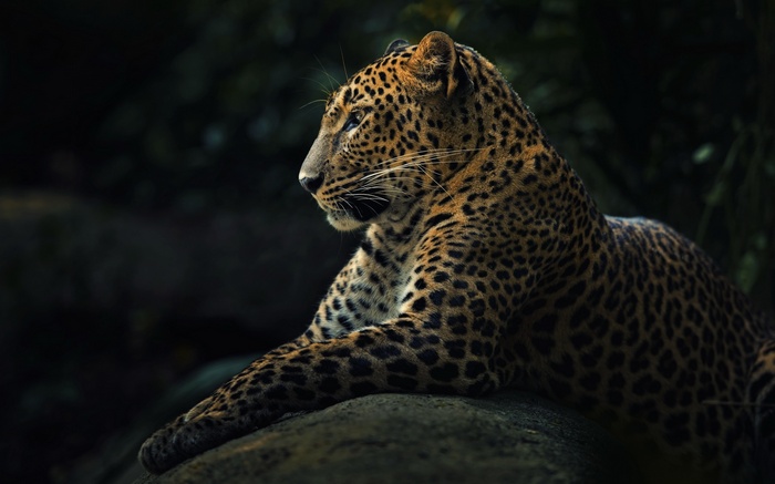 Leopard resting on a rock in the wild