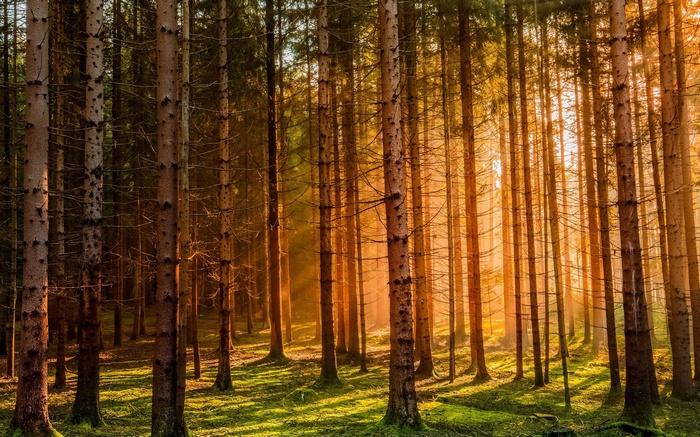 Sunlight filtering through trees in a German forest