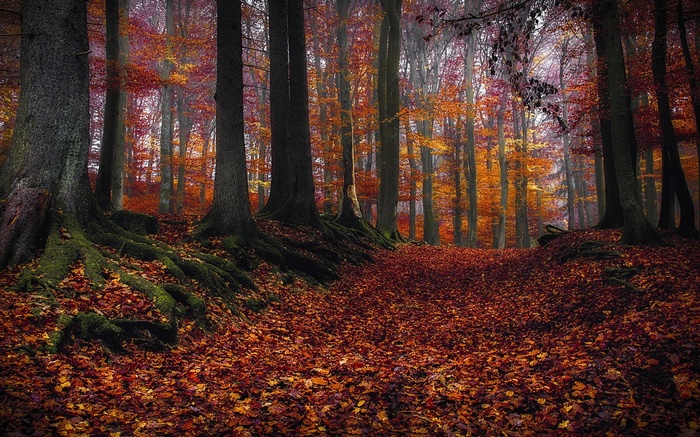 Autumn forest path covered in fallen leaves and mossy roots