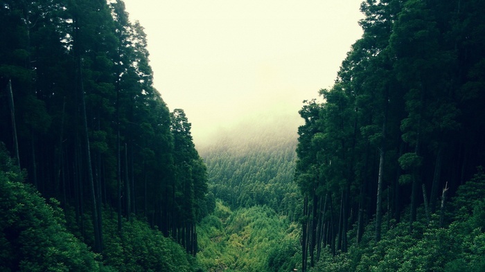 Dense forest with a valley in the distance