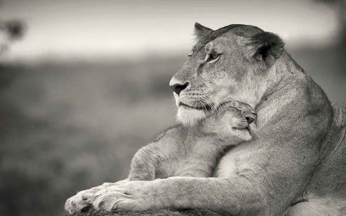 Mother lion hugging her cub