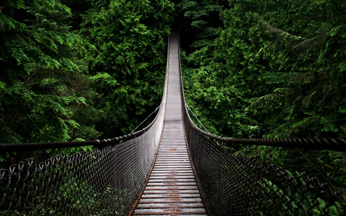 Suspension bridge through a dense green forest
