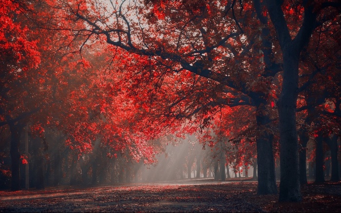Autumn park with red trees and sun rays