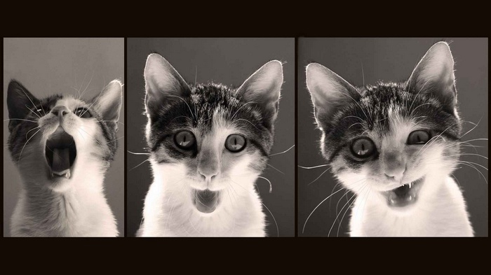 Three images of a cat with different expressions