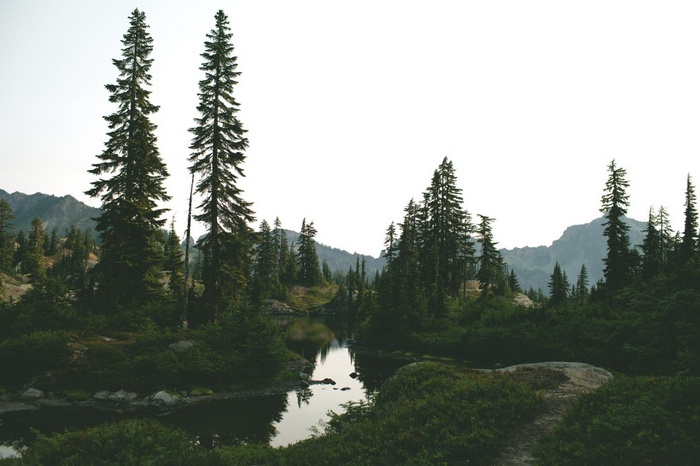 Tall evergreen trees surround a calm lake in a mountain forest