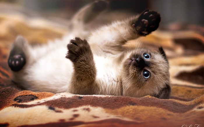 Cute Siamese kitten playing on a blanket