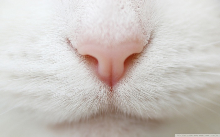 Close-up of a white cat's pink nose