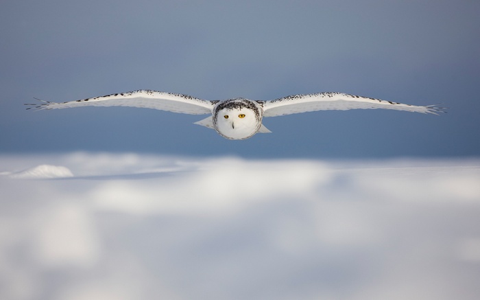 Snowy owl in flight over a snowy landscape