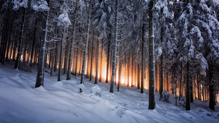 Winter forest with sunset light in Germany