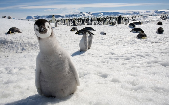 animals, birds, nature, snow, penguins, baby animals, wildlife