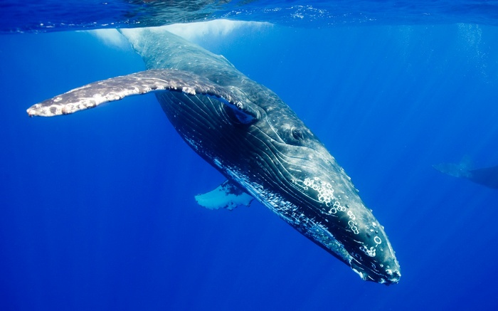 Humpback whale swimming underwater in blue ocean