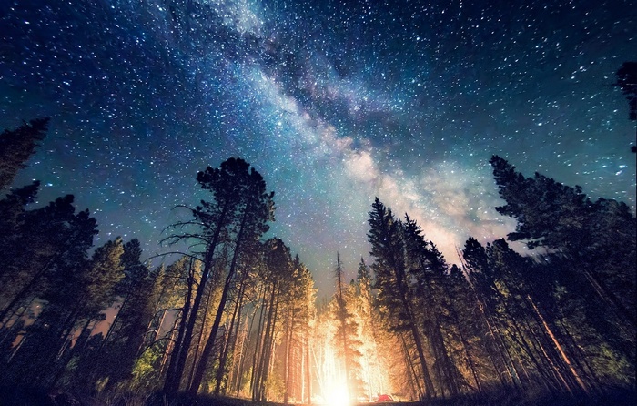 Forest camping under the starry night sky