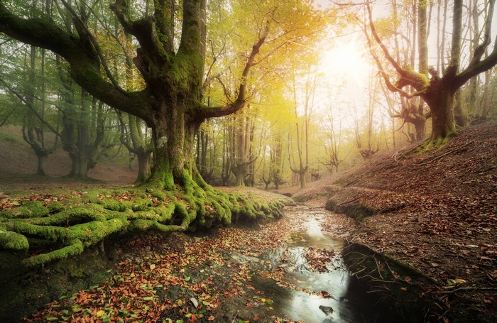 Moss-covered trees and a stream in a Spanish forest