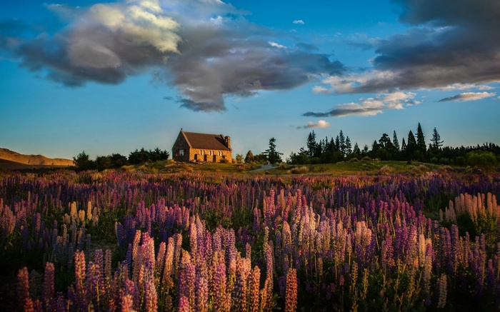 Church of the Good Shepherd in a field of lupins