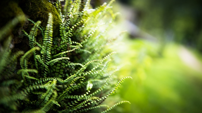 Green ferns growing on a mossy surface with blurred background