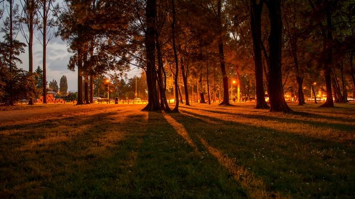 Park at dusk with trees and streetlights